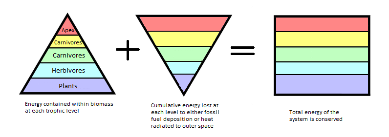 energy pyramid ocean. Trophic Pyramid